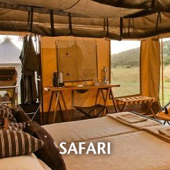 Safari